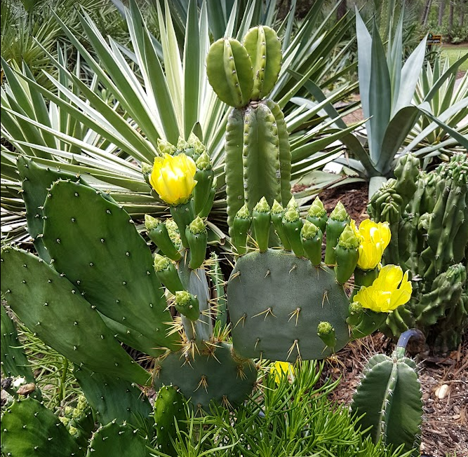 Cacti growing at the St Lucie Botanical Gardens