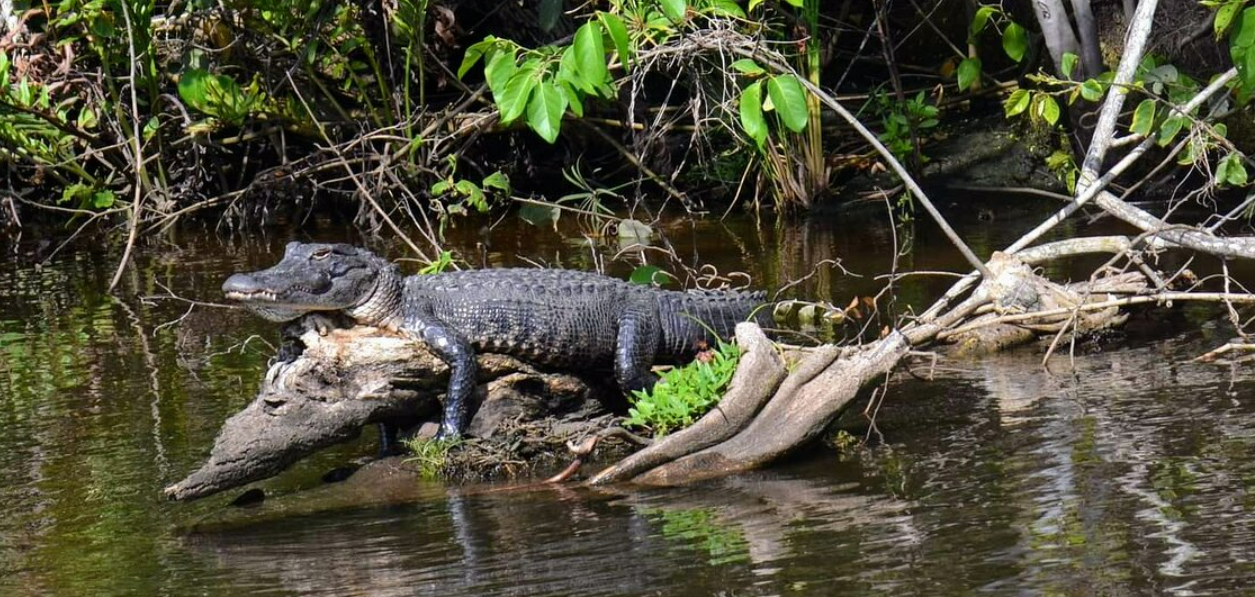 Airboat tour wildlife